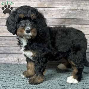 Gale, Bernedoodle Puppy